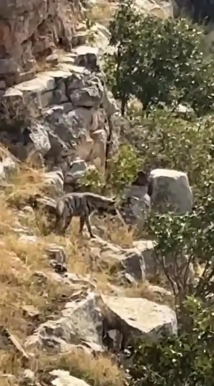Gönüllü köyünün sarp ve kayalık arazisinde hareket eden çizgili sırtlan