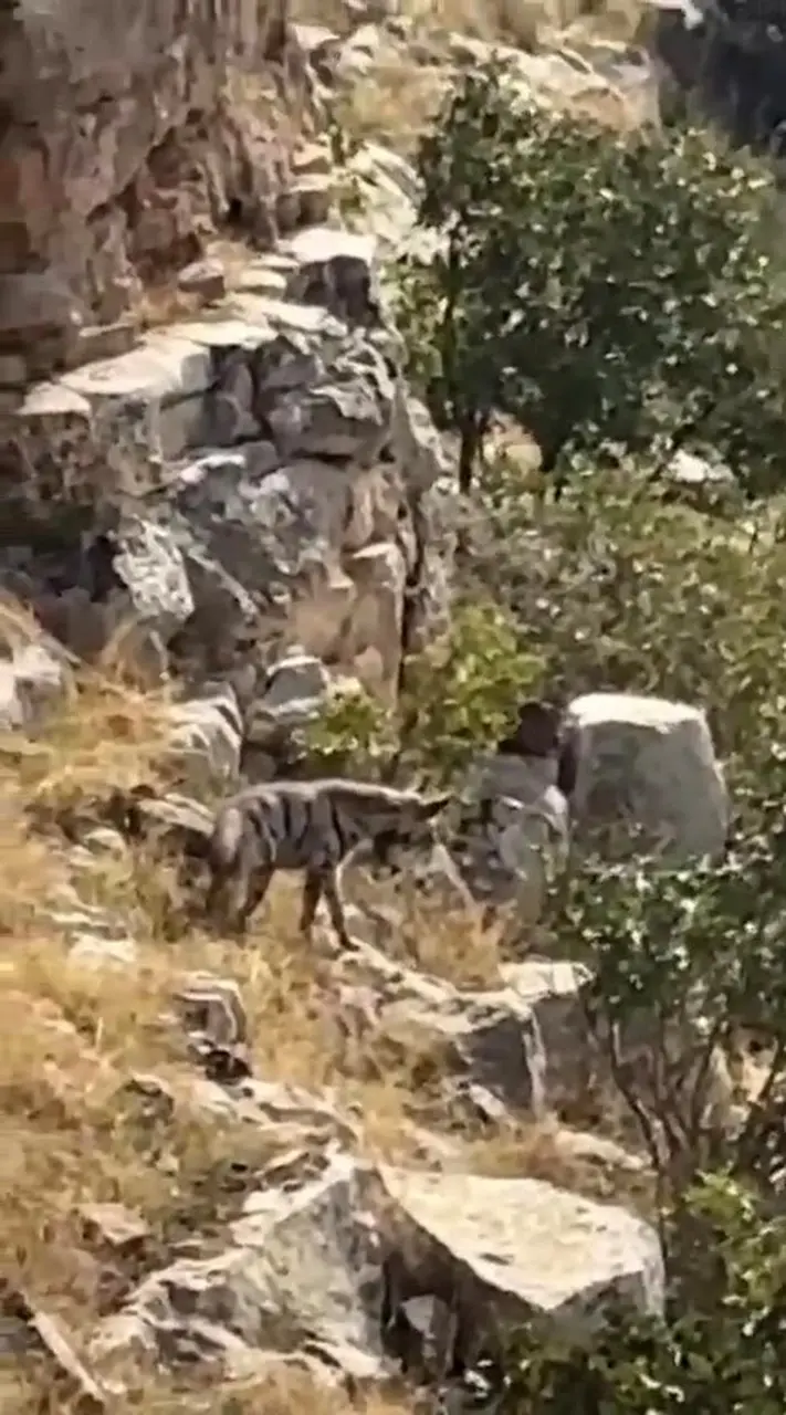 Gönüllü köyünün sarp ve kayalık arazisinde hareket eden çizgili sırtlan