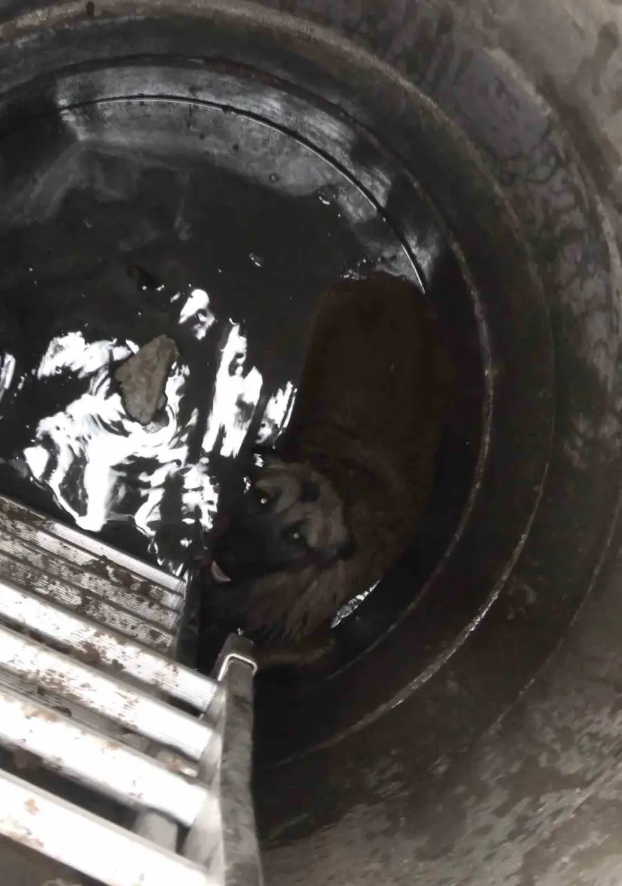Kanalizasyon çukuruna düşen köpeği itfaiye kurtardı