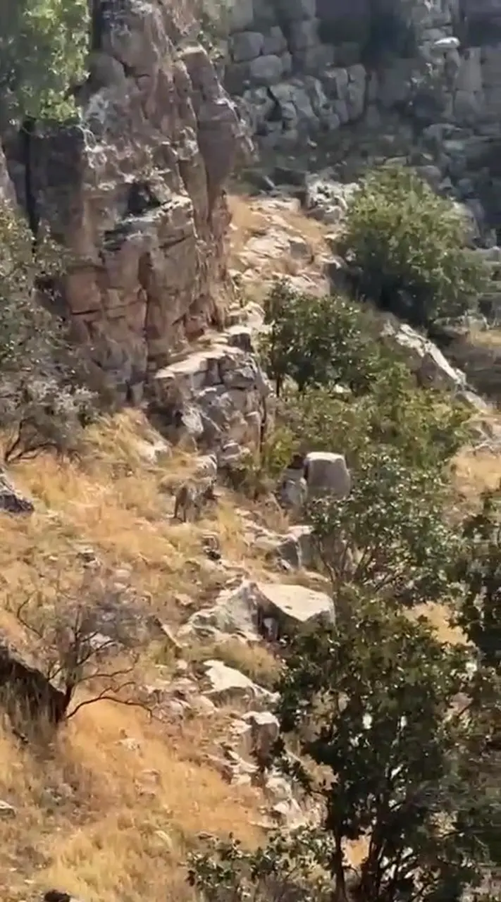 Gercüş’te kayalık arazide nesli tehlikedeki çizgili sırtlan kayda alındı
