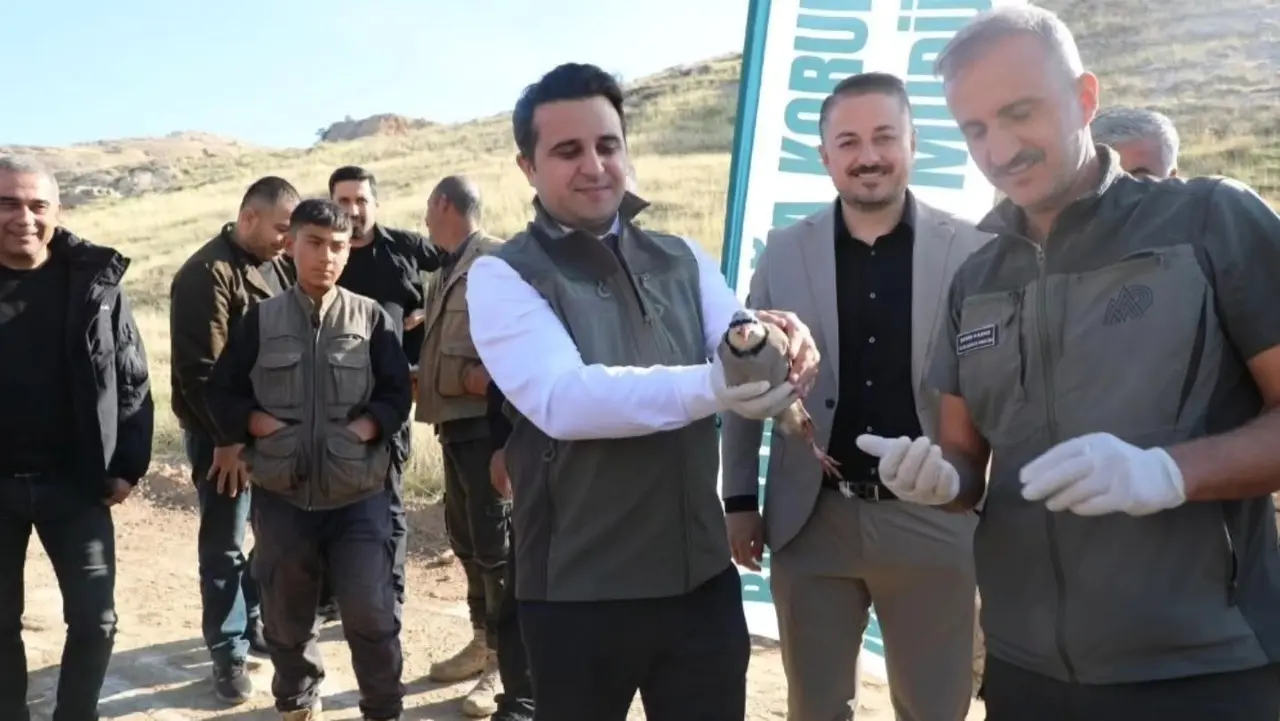 Batman’da doğaya salınan keklikler