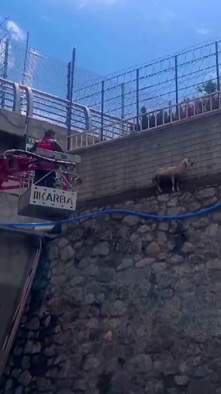 Bingöl’de istinat duvarında mahsur kalan koyun kurtarıldı
