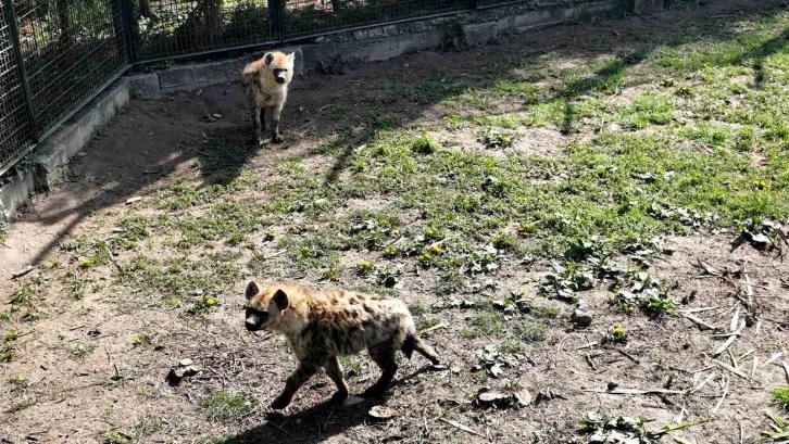 Bursa Hayvanat Bahçesi’ne 2 yeni misafir
