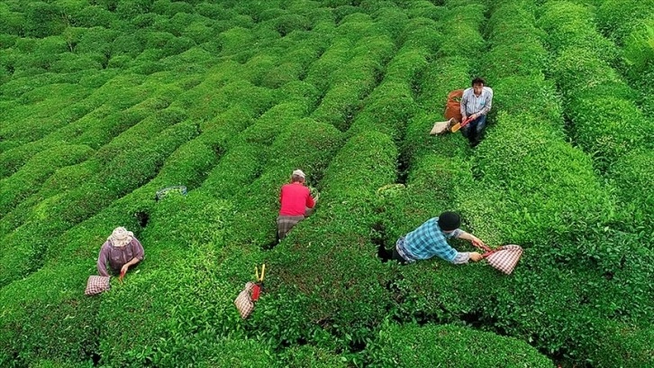 Çay Üreticilerine 363 Milyon Lira Destekleme Ödemesi Yapıldı