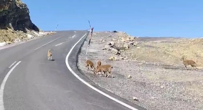 Çukurca’da dağ keçileri sürü halinde görüntülendi
