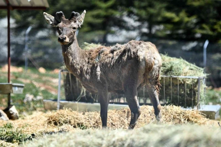 Doğal Yaşam Parkı’ndaki kızıl geyiklerin yeni yuvası Spil Dağı
