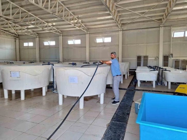 Elazığ’da Su Ürünleri Ar-Ge Merkezi’nde üretim çalışmaları sürüyor
