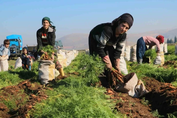 Enkaz kentte zorlu hasat: Havuç tarlada 5 TL’den Türkiye’nin dört bir yanına satılıyor
