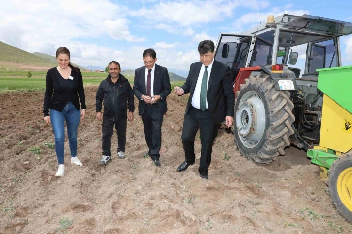 Erzurum’da ilk defa mor patates ekimi yapıldı
