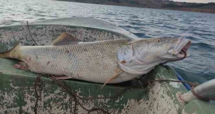 Fırat Nehri’nde 30 kiloluk turna balığı oltaya takıldı