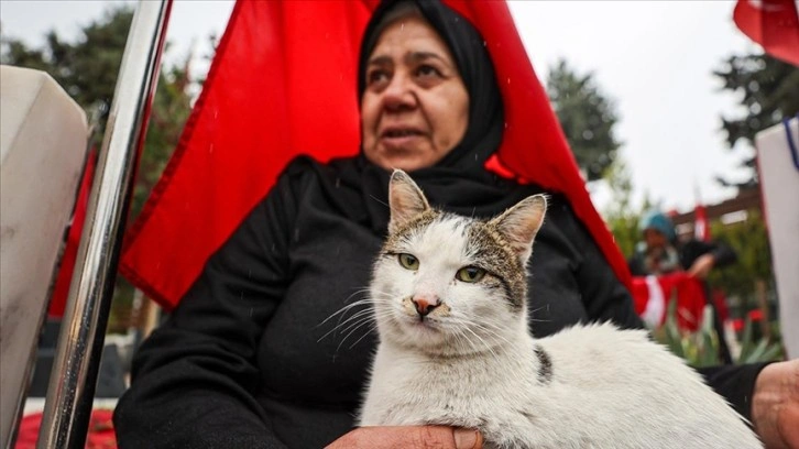 Gaziantep Şehitlikte Yaşayan Kedinin Dokunaklı Hikayesi