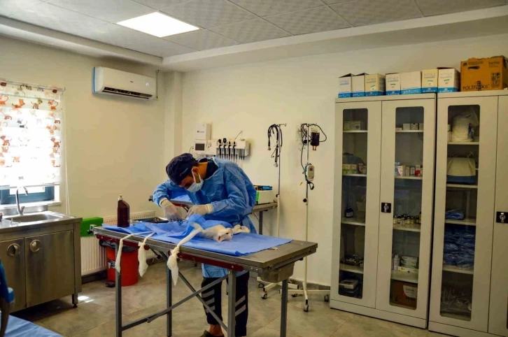 Hayvan Bakımevi ve Rehabilitasyon Merkezi bin 116 ihbara müdahale etti
