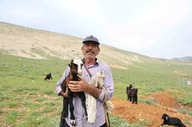 Kahramanmaraşlı çoban 40 hayvanını dağ zirvesinde 6 ay otlatıyor
