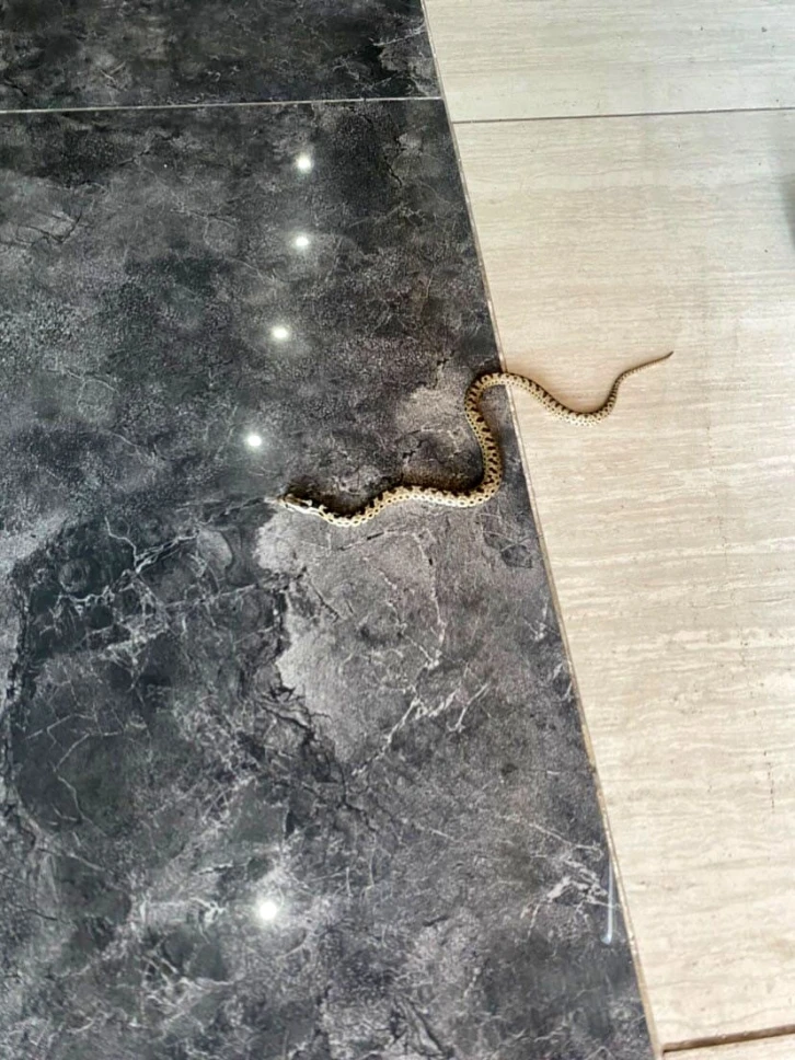 Karabük’te hava sıcaklıkları sonrası yılanlar çıkmaya başladı
