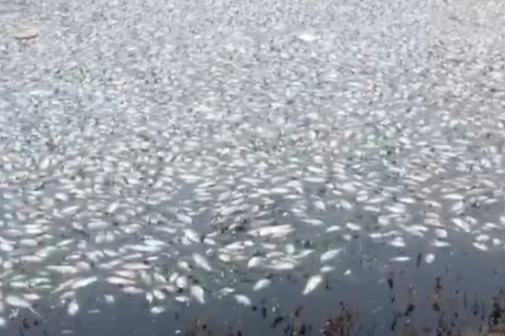 Kayacık Barajı'nda toplu balık ölümü endişe yarattı