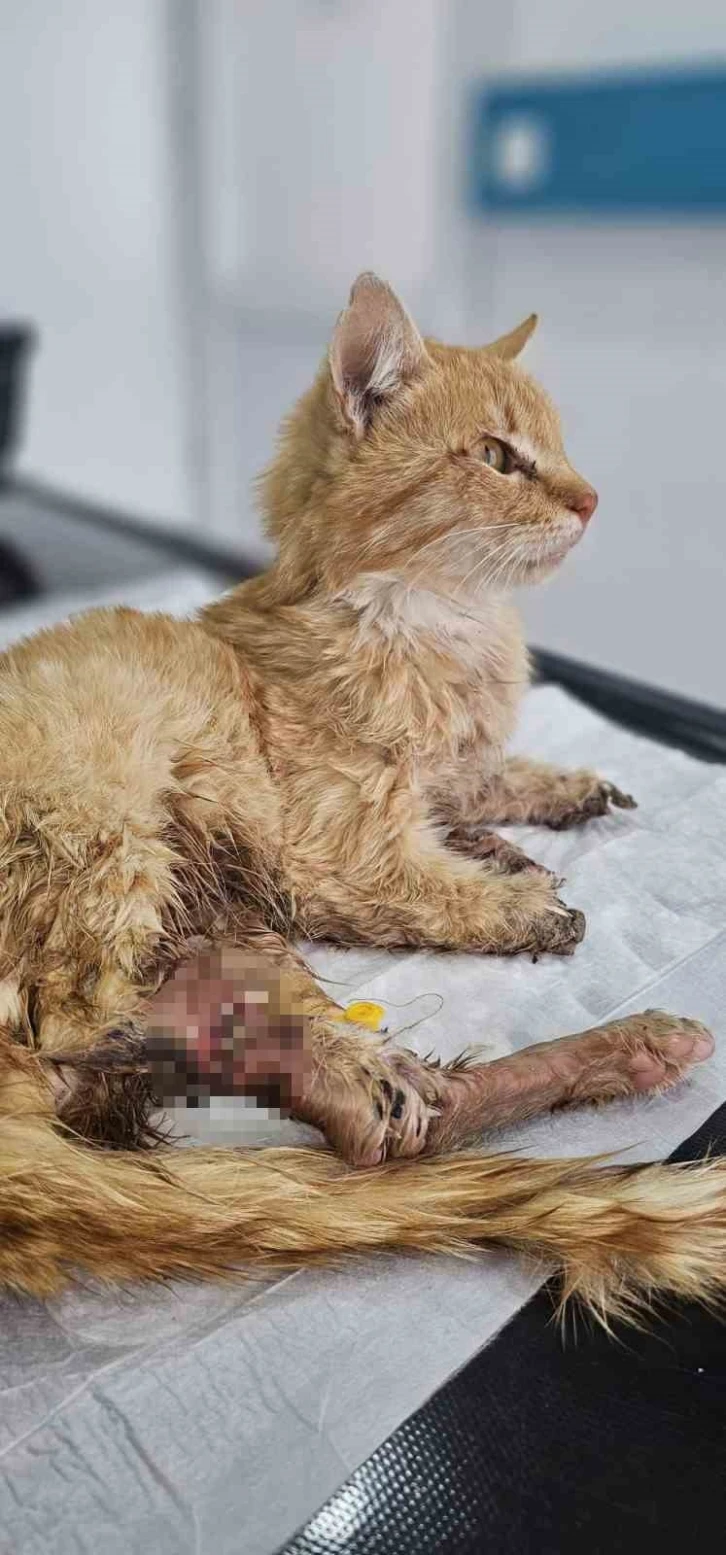Kayseri’de bacakları kesilmiş bir kedi bulundu
