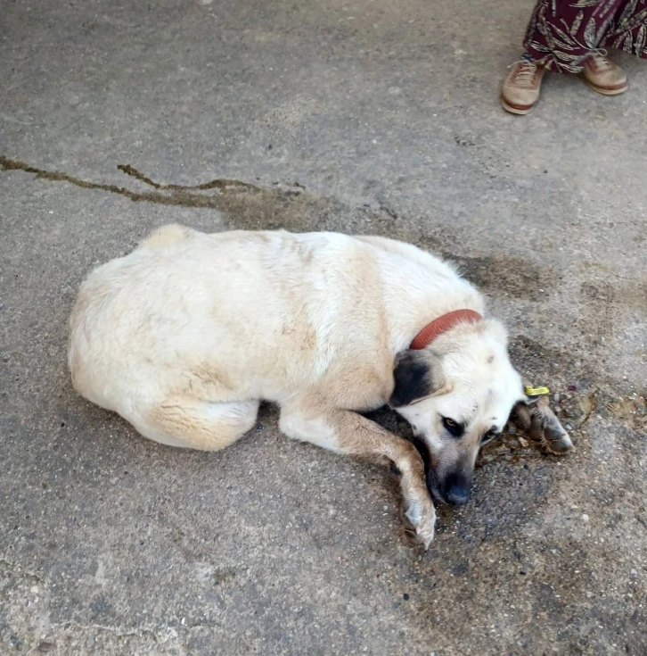 Keşan’da bir evin bahçesindeki 2 köpek zehirlendi
