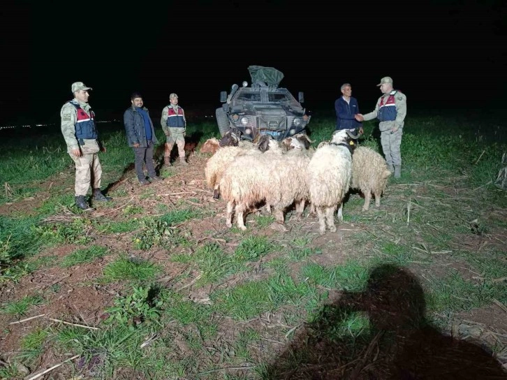 Kilis’te Kaybolan 10 Küçükbaş Koyun Jandarma Ekipleri Tarafından Bulundu