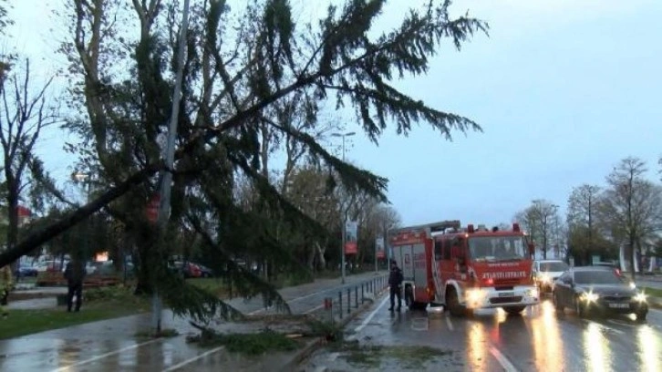Maltepe'de şiddetli rüzgar nedeniyle ağaç devrildi