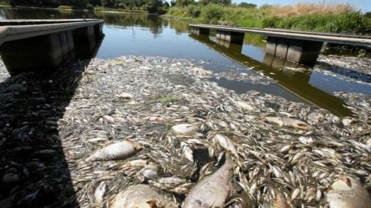Polonya'nın Oder Nehri'nde 10 ton balığın öldüğü 