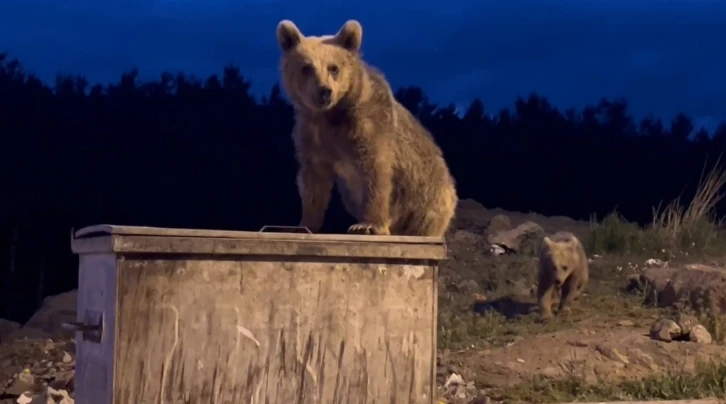 Sarıkamış’ta yavru ayıların çöp konteyneriyle sınavı ortaya renkli görüntüler çıkardı
