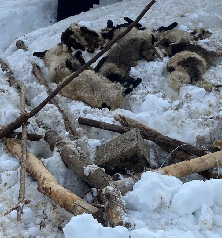 Şemdinli’de kardan çöken ahırda 7 küçükbaş hayvan telef oldu
