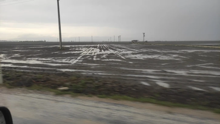 Şiddetli yağışlar ekili arazileri sular altında bıraktı
