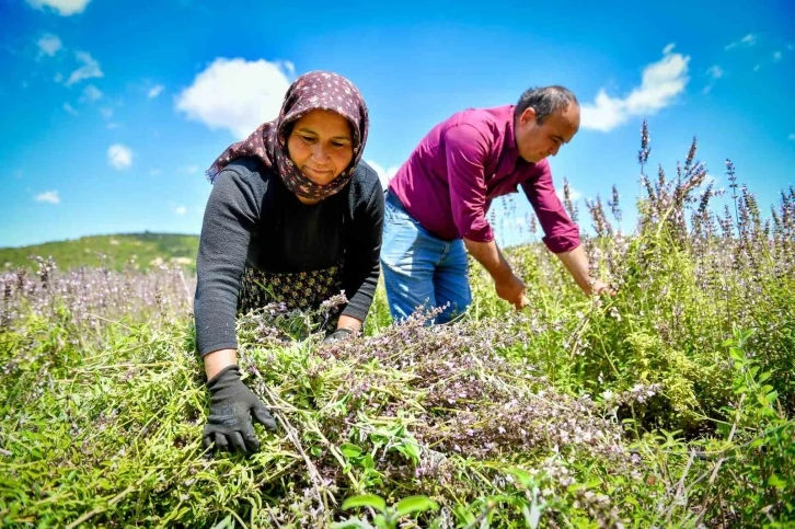 Silifkeli üreticiler ada çayı hasadına başladı
