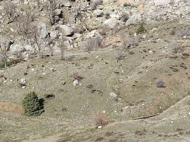 Sincik İlçesinde Büyük Dağ Keçisi Sürüsü Görenleri Şaşırttı