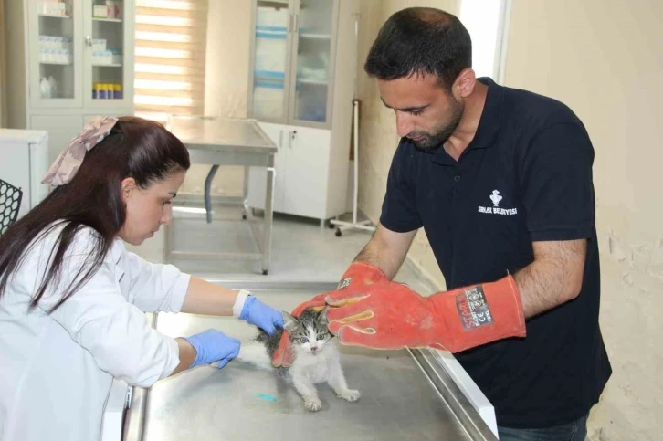 Şırnak’ta yaralı ve hasta hayvanlara belediyenin merkezinde sahip çıkılıyor
