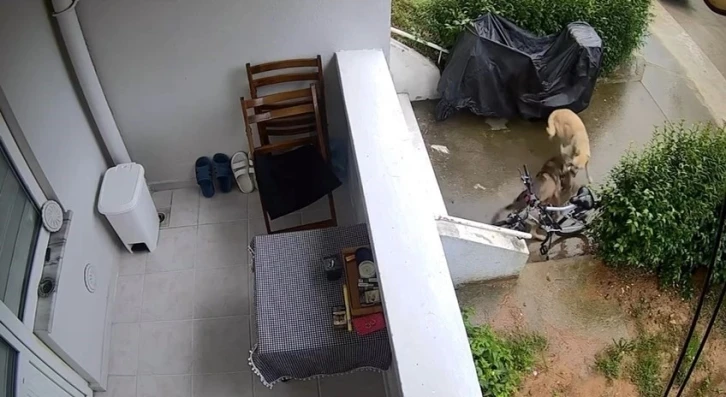 Sokak köpekleri yavru köpeği ve kediyi parçaladı: O anlar kamerada
