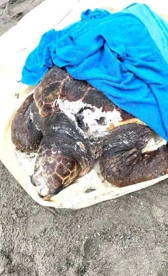 Tekne pervanesinin çarptığı deniz kaplumbağası tedavi altına alındı
