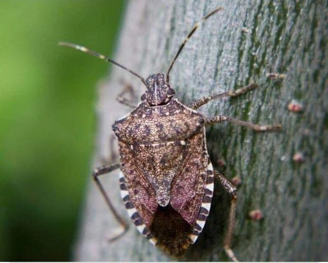 Tokat’ta feromon tuzaklarıyla böcek popülasyonu takip ediliyor

