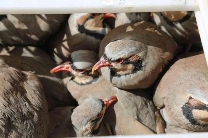 Tunceli’de doğaya 200 kınalı keklik salındı
