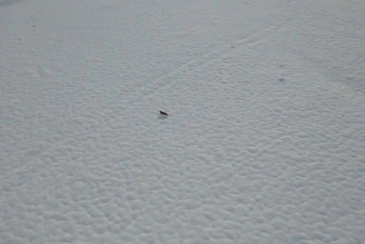 Tunceli’de karda yiyecek arayan tilki dron kamerasında
