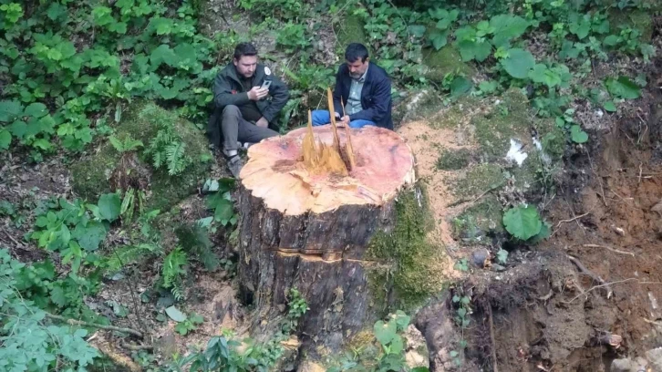 Valilikten 1183 yaşındaki porsuk ağacının kesilmesine ilişkin açıklama
