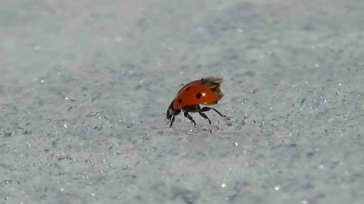 Van’da doğa canlandı, böcekler karın üstüne çıktı
