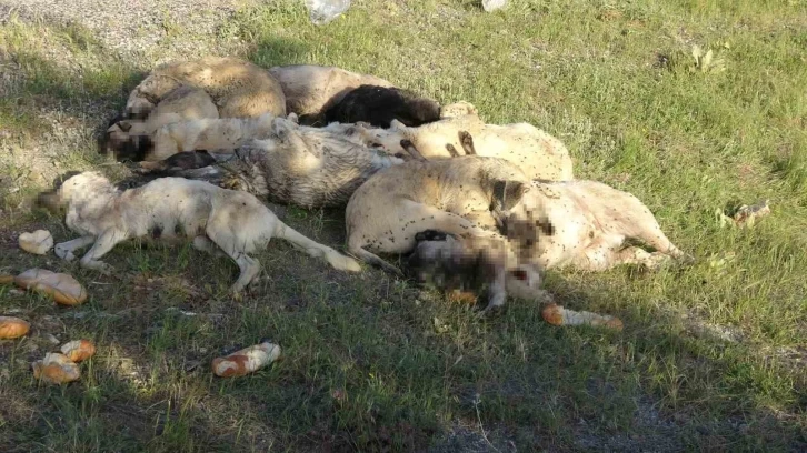 Yozgat’ta 20’nin üzerinde sokak köpeği ölü bulundu

