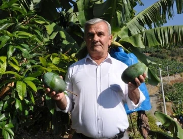 12 yıl önce diktiği mango ağaçları gelir kaynağı oldu