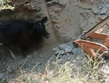 5 metrelik kuyuya düşen inek, kepçeyle kurtarıldı
