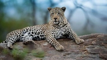 7 yaşındaki kız çocuğu leopar tarafından öldürüldü