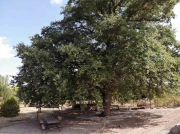 700 yıllık meşe ağacı tescillendi
