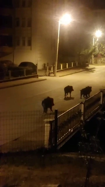 Aç kalan domuzlar mahallede yiyecek aradı
