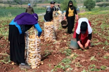 Adana’da turfanda patates hasadı başladı
