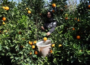 Adana’da yetişen portakallar dünyanın dört bir yanına ihraç ediliyor
