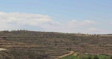 Adana’da yanan alanlar yeniden yeşeriyor