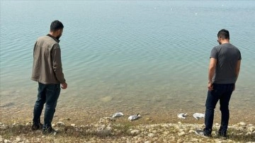 Adıyaman'da Atatürk Barajı Kıyısında Ölü Martıların Bulunması