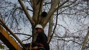 Ağaçta 3 gündür mahsur kalan kediyi belediye ekipleri kurtardı
