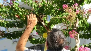 Ağaçta oğul veren bal arıları, vatandaş tarafından çuvala konuldu

