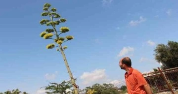 Agave bitkisi 30 yıl sonra çiçek açtı